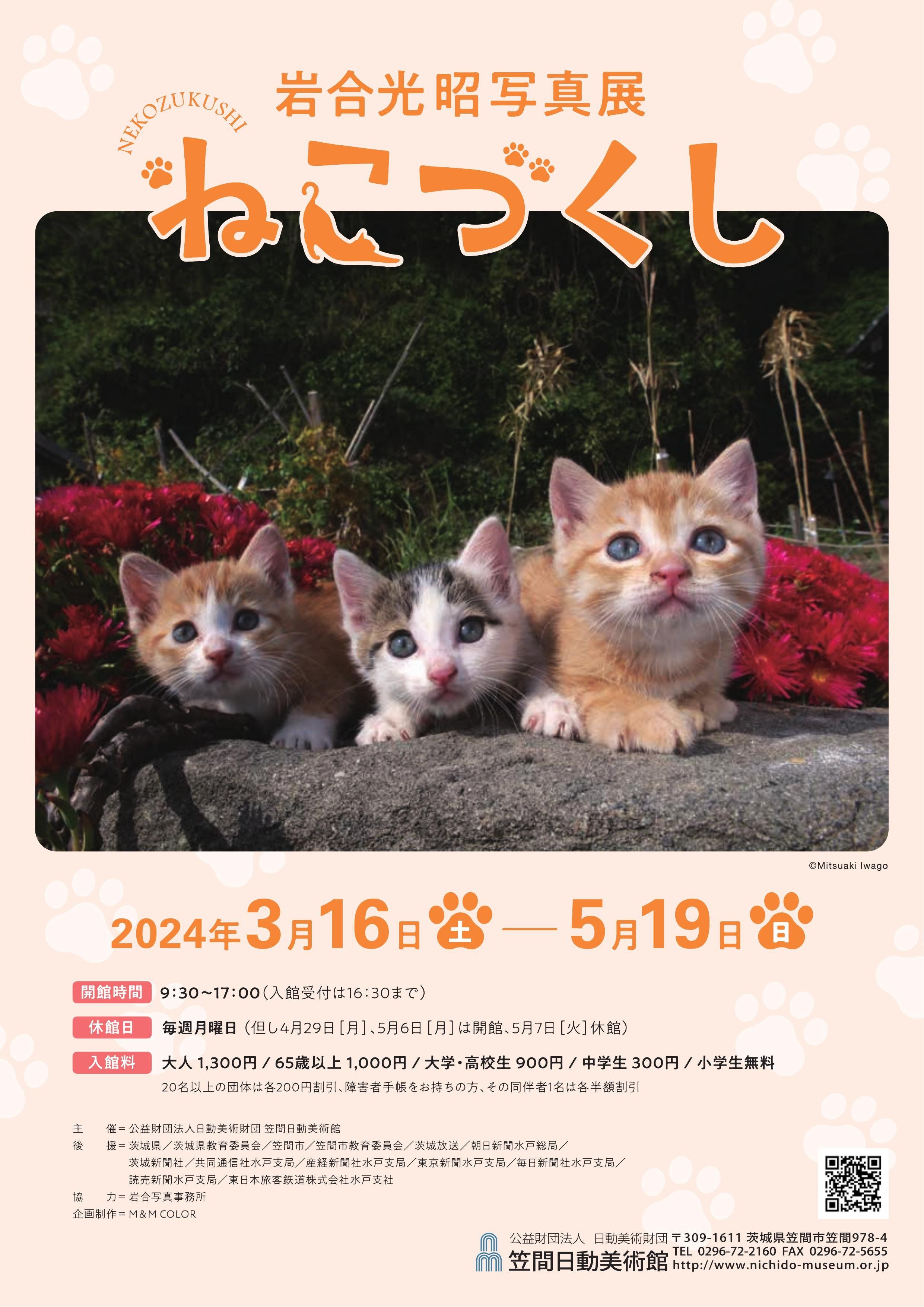 【中古】 子ねこ ９０日間の成長記録/小学館/立松光好 81rcBTRYjbL.jpg